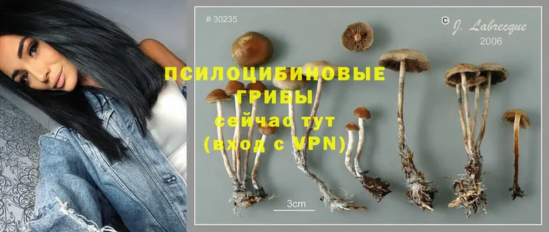 купить  цена  Дальнегорск  это как зайти  Псилоцибиновые грибы Magic Shrooms 